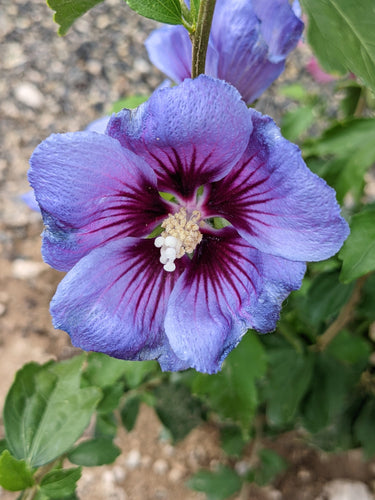 25 Purple ROSE Of SHARON HIBISCUS Syriacus Flower Tree Bush Seeds